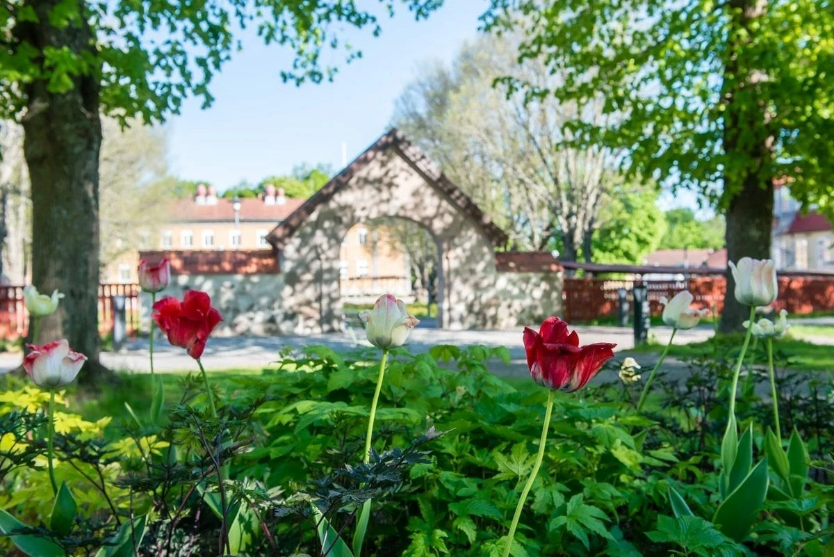 Portalen vid Kungsgårdsskolan. Tulpaner i förgrunden.