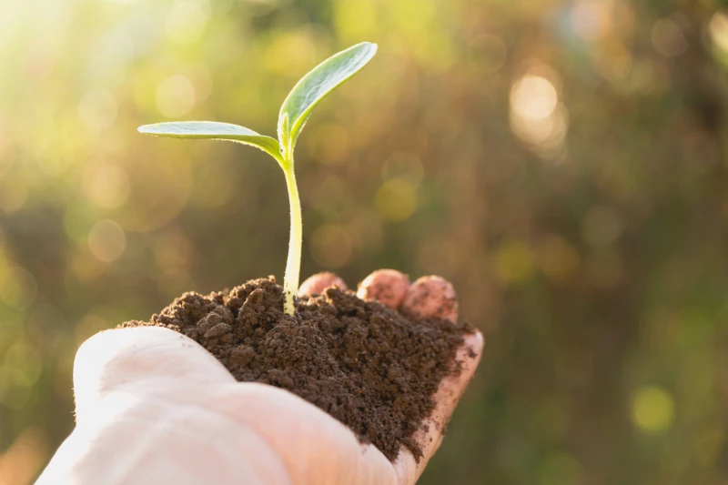 Hand som håller en planta med jord och ett frö som grott i jorden