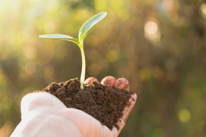 Hand som håller en planta med jord och ett frö som grott i jorden