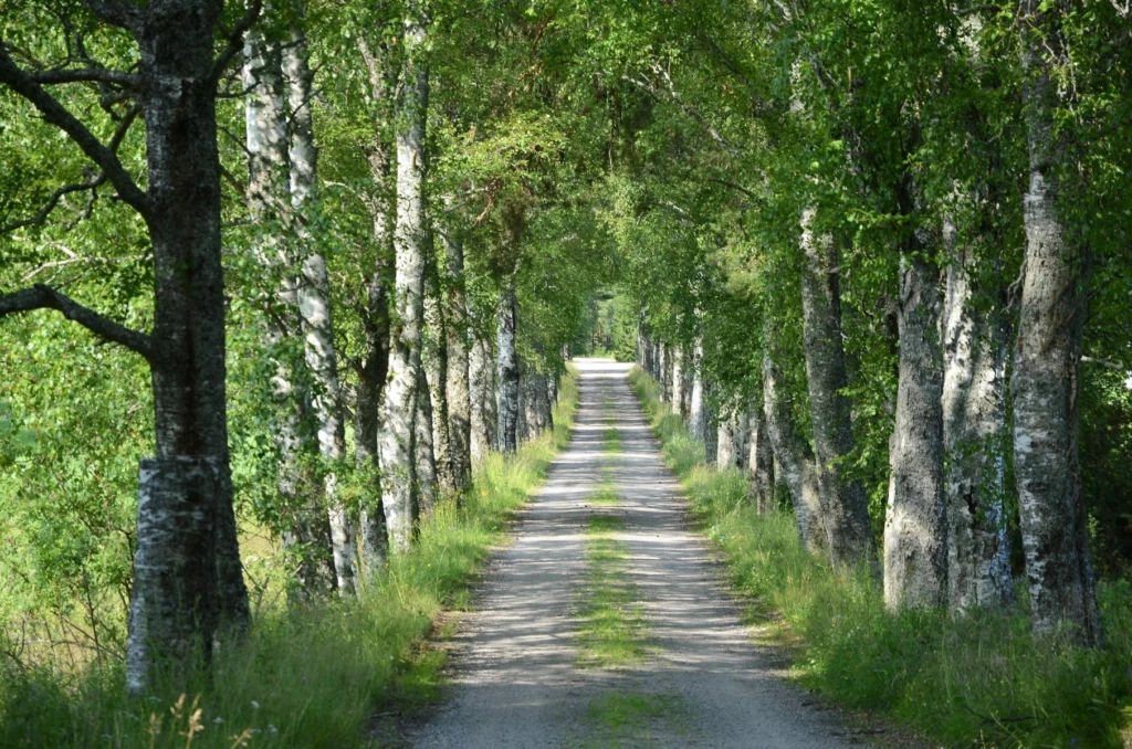 En grusad skogsväg genom en tät alle´ av träd