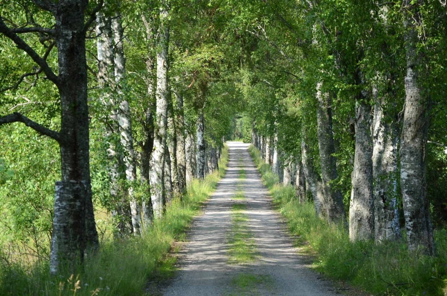 En grusad skogsväg genom en tät alle´ av träd