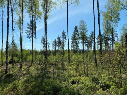 Bild från planområdet, skogsområde med några uppvuxna träd.