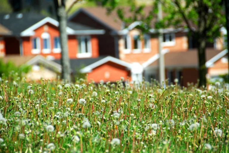 Röda hus i bakgrunden av en äng med gräs och blommor