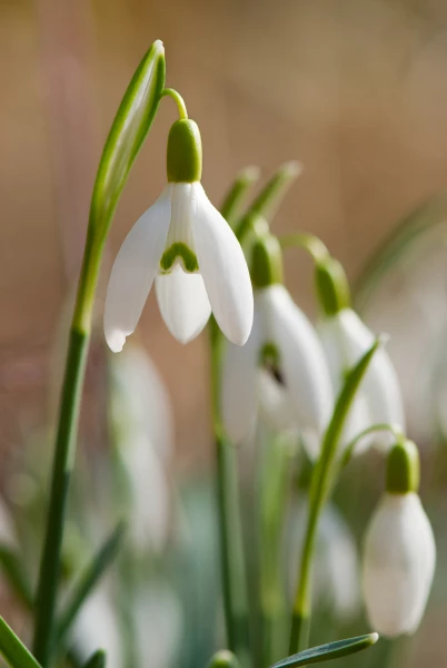 snödroppar