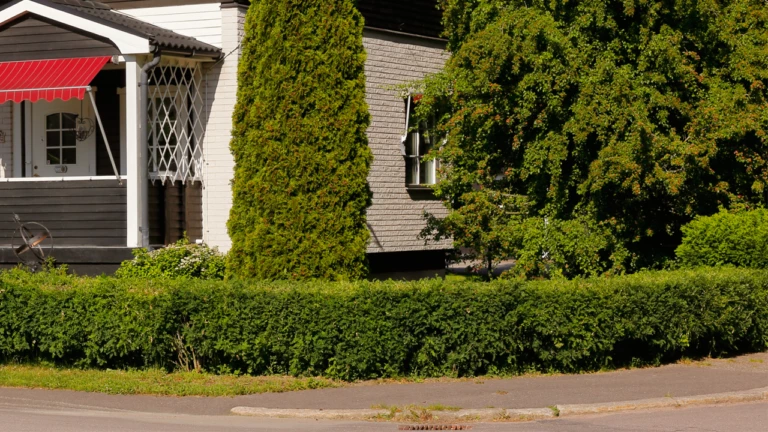 En grön häck runt en villatomt