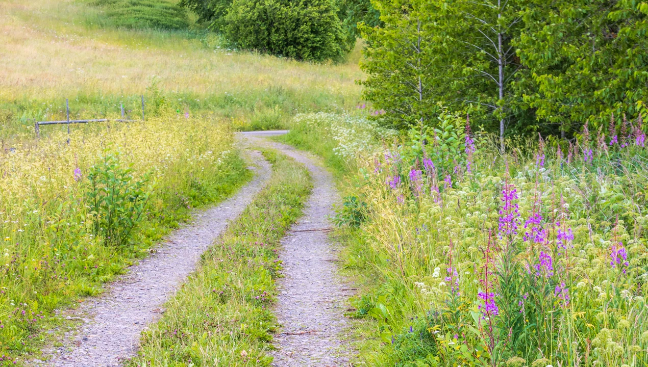Skogsväg längs en äng med blommor