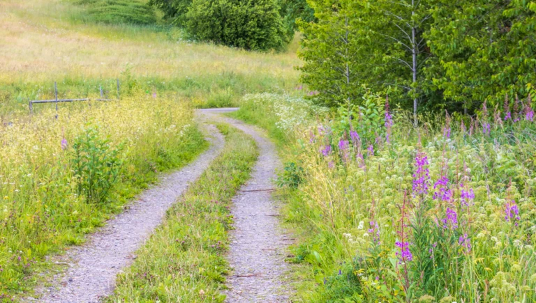 Skogsväg längs en äng med blommor
