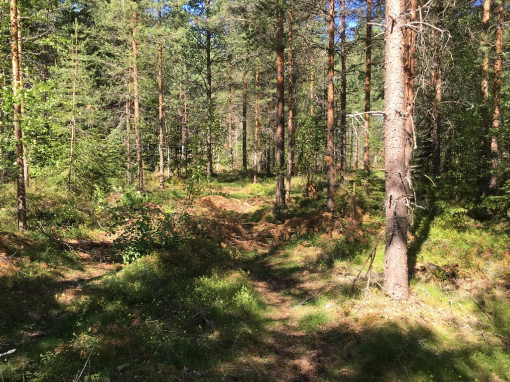 Skog med tallar och granar