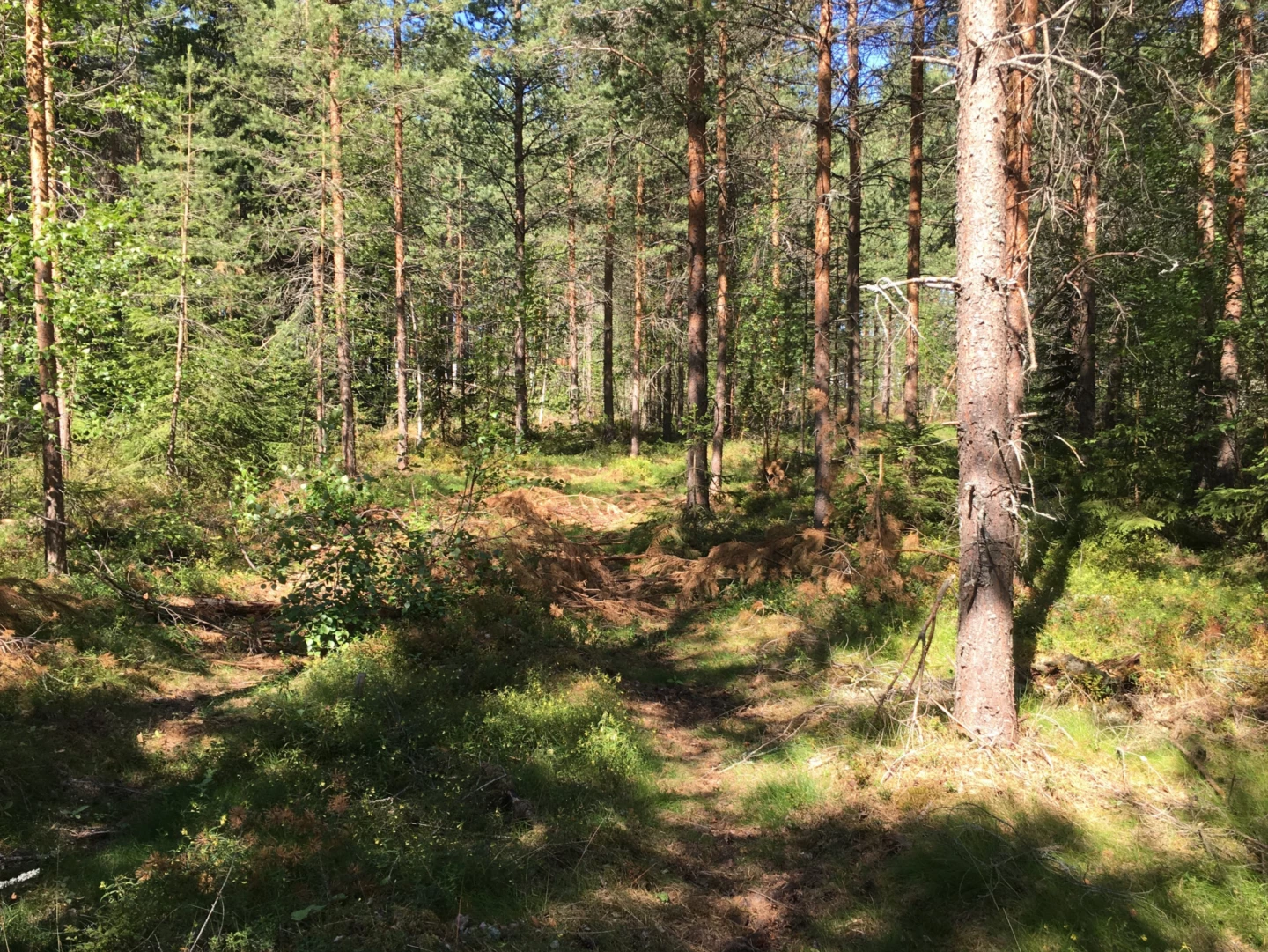 Skog med tallar och granar