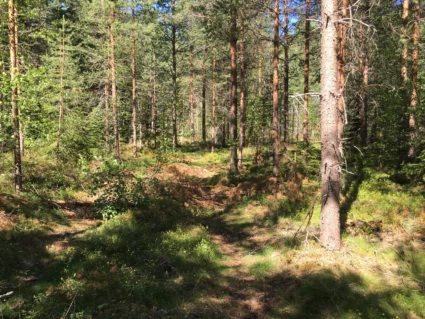 Skog med tallar och granar