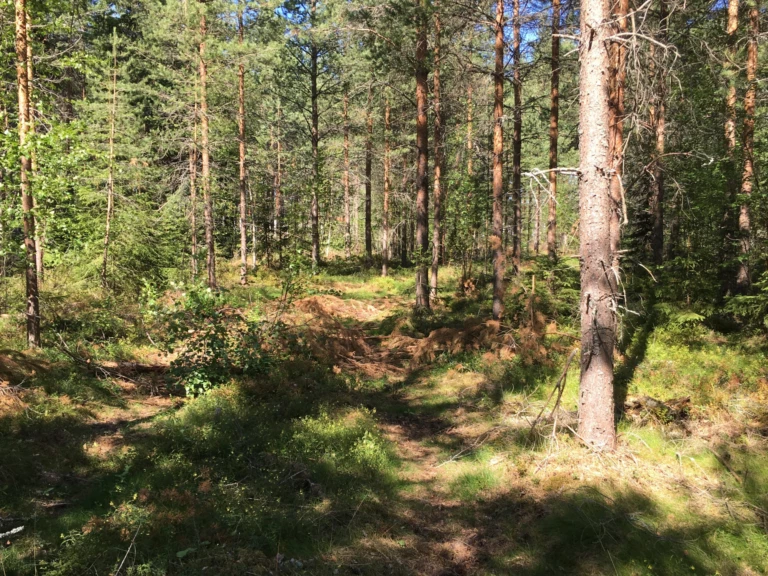 Skog med tallar och granar