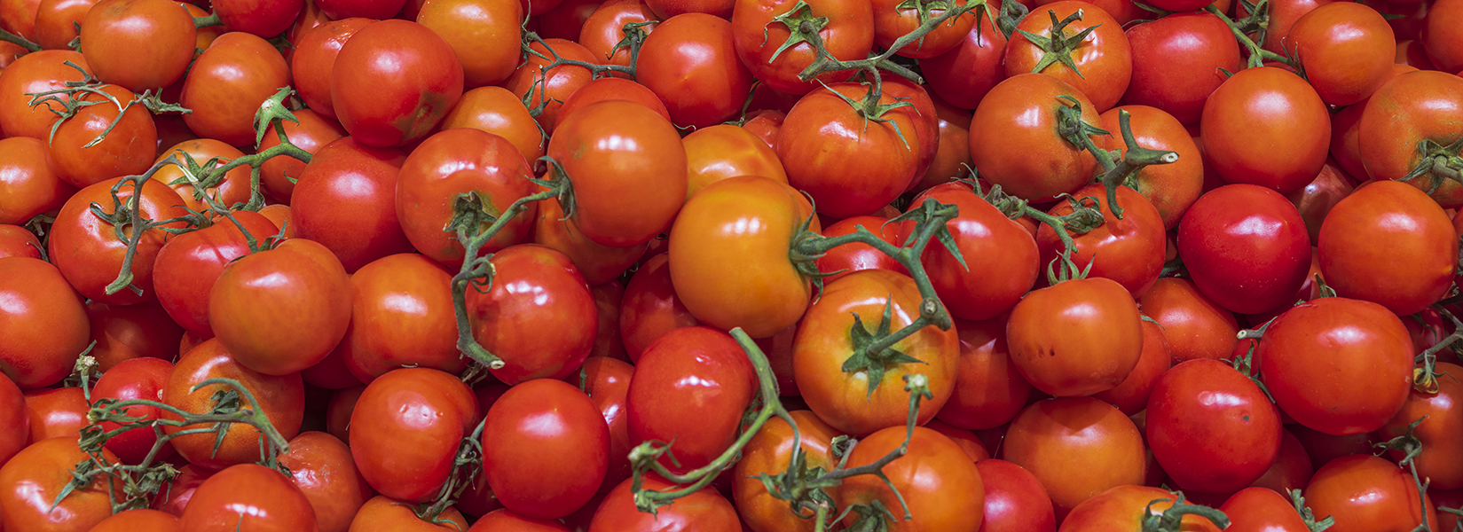 Många röda tomater