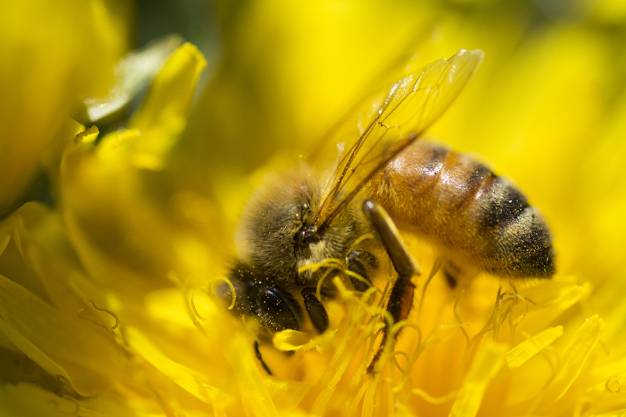 Ett bi som sitter på en gul maskros