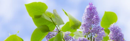 ljuslila blommor och gröna blad