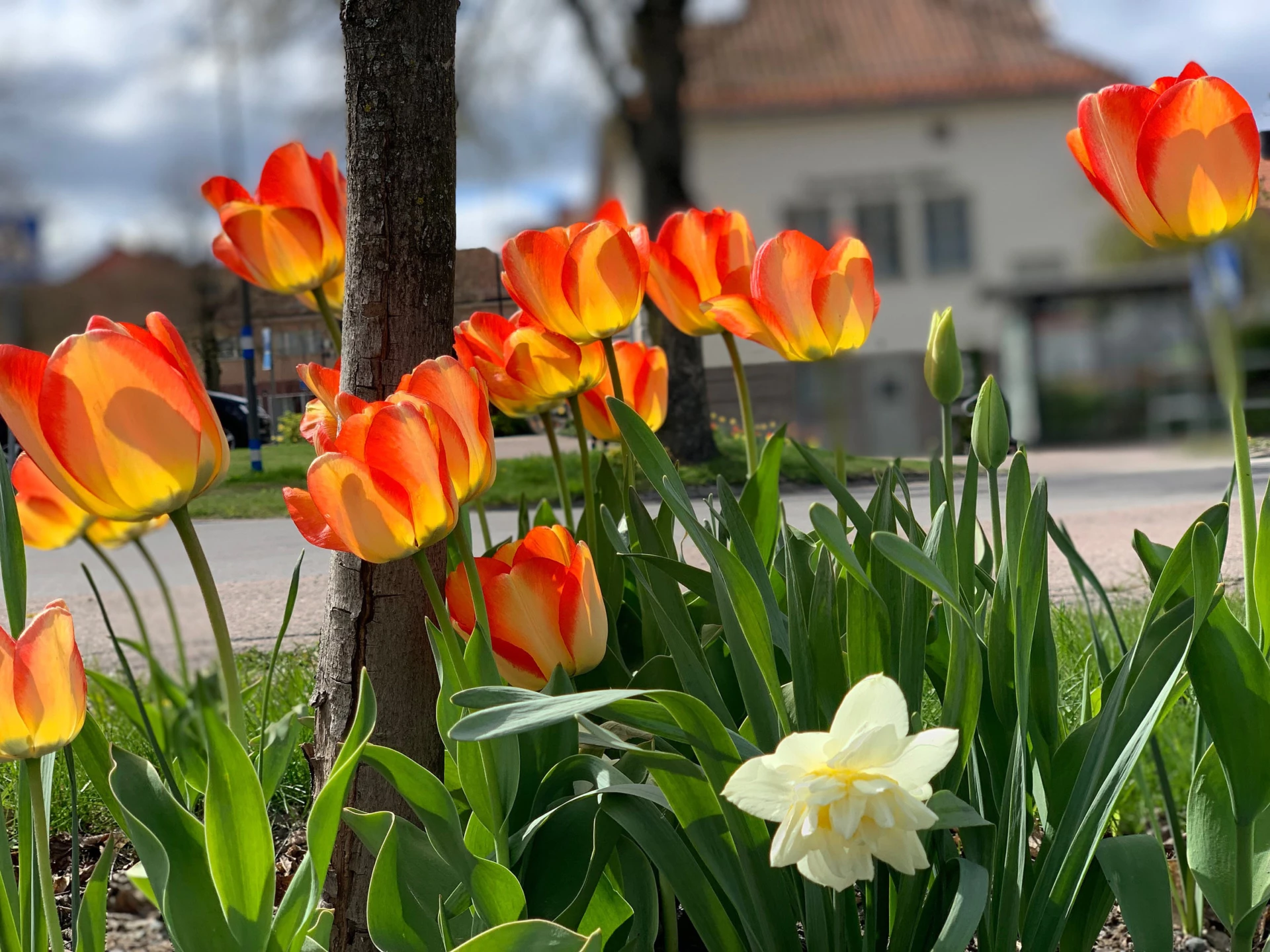 Orangea tulpaner i en rabatt