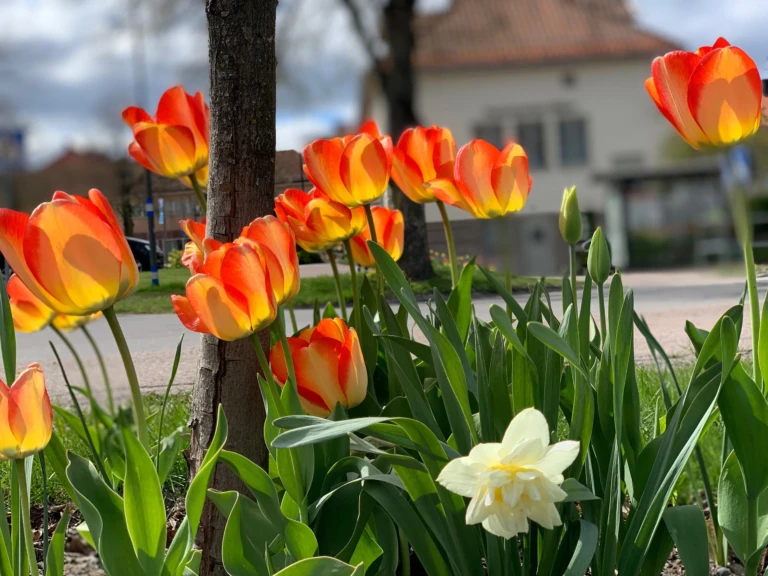 Orangea tulpaner i en rabatt