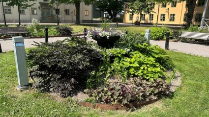 Rabatt med växter i framför ett stort gammalt vitt hus