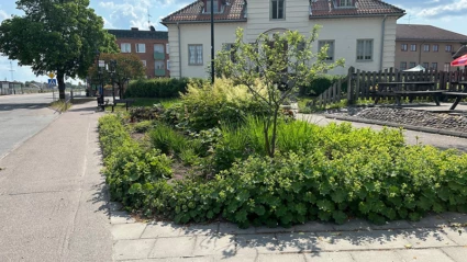 Rabatt med växter framför ett vitt stenhus.