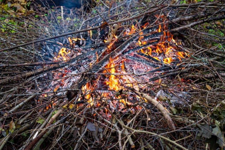 Brasa av grenar