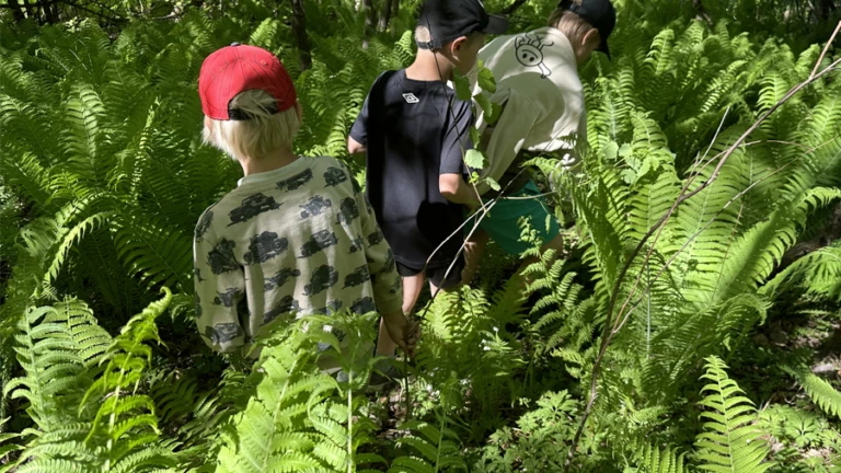 Barn som går bland ormbunkar i en skog