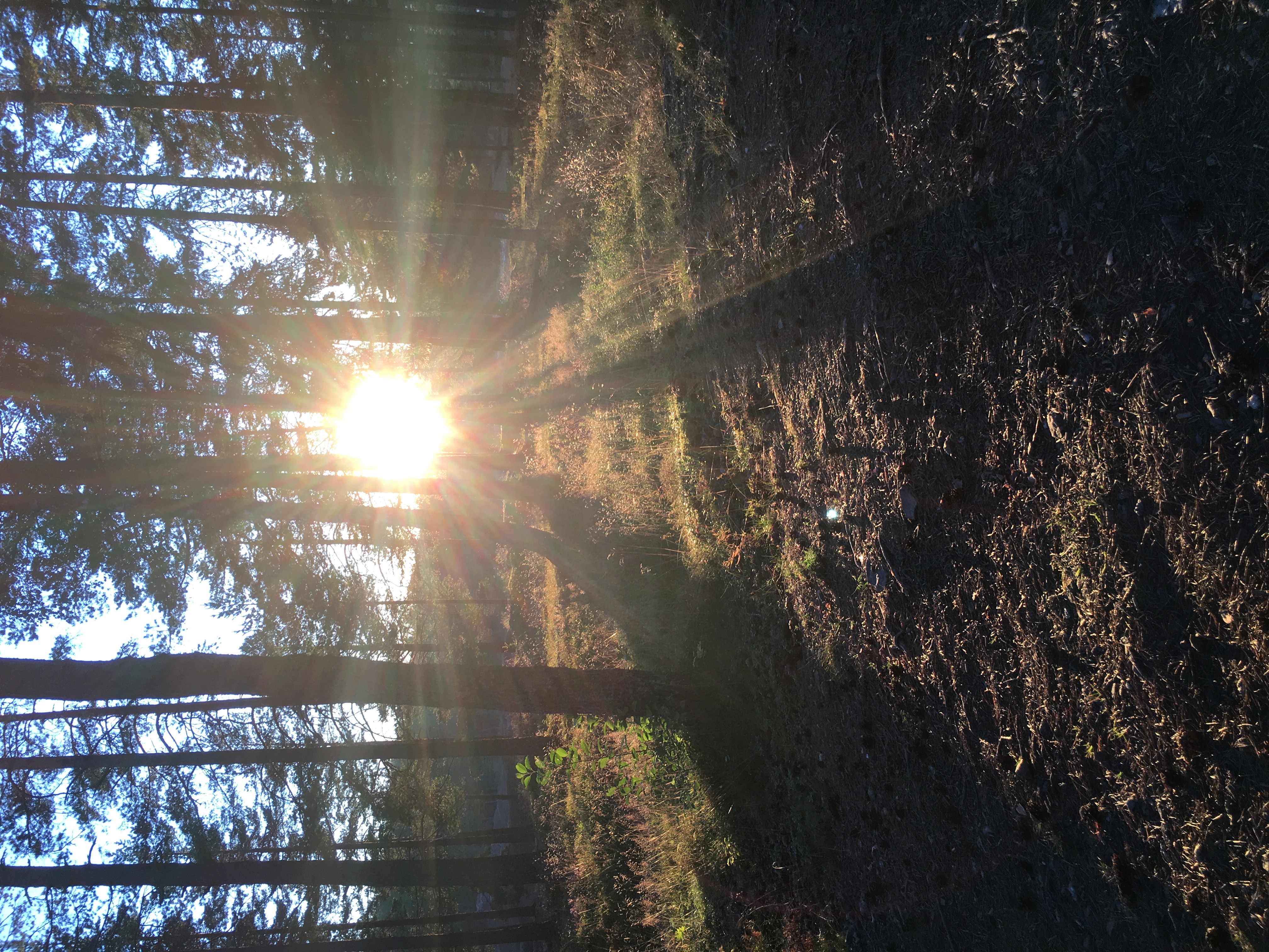 Ett fotografi på solnedgången. En skogsglänta vid Östra Silvbergs gruva där solens strålar silas mellan träden.