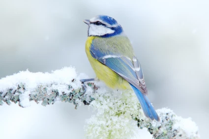 Blåmes i snö