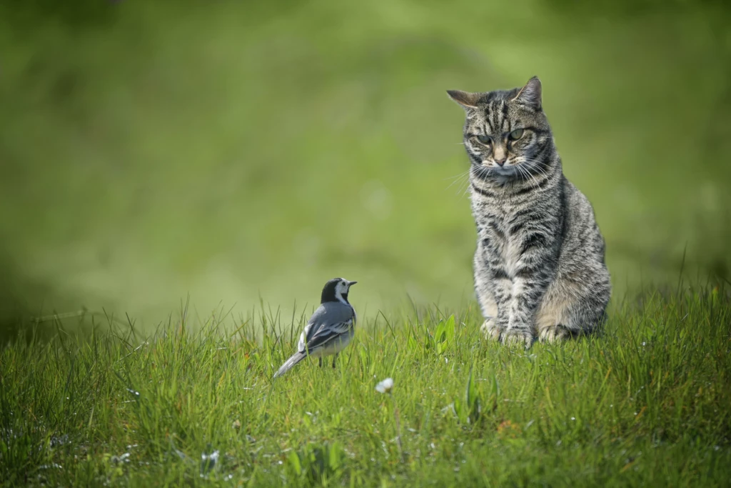 Katt och liten fågel