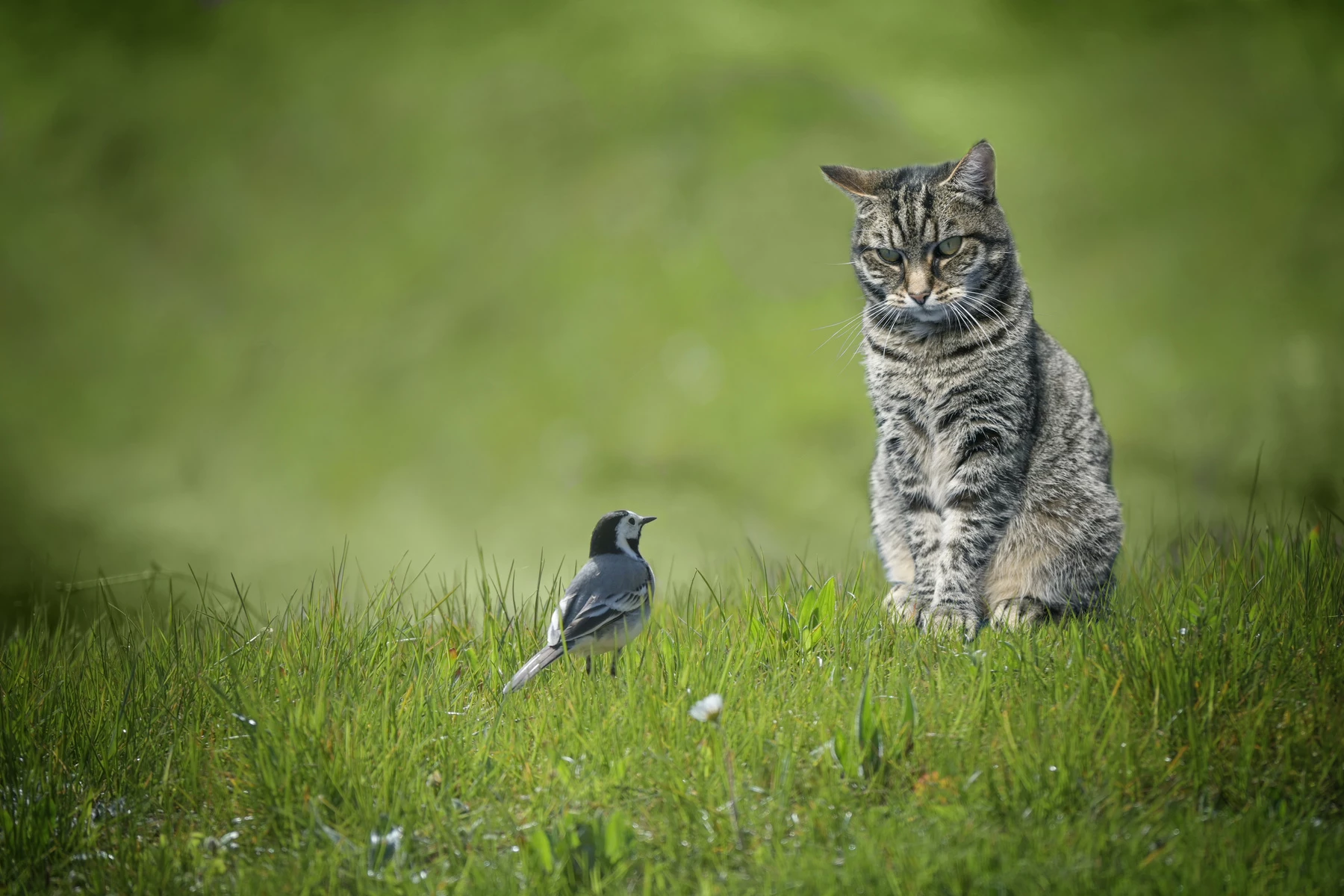 Katt och liten fågel