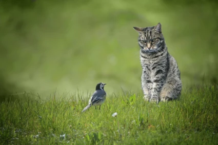 Katt och liten fågel