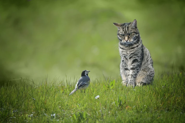 Katt och liten fågel
