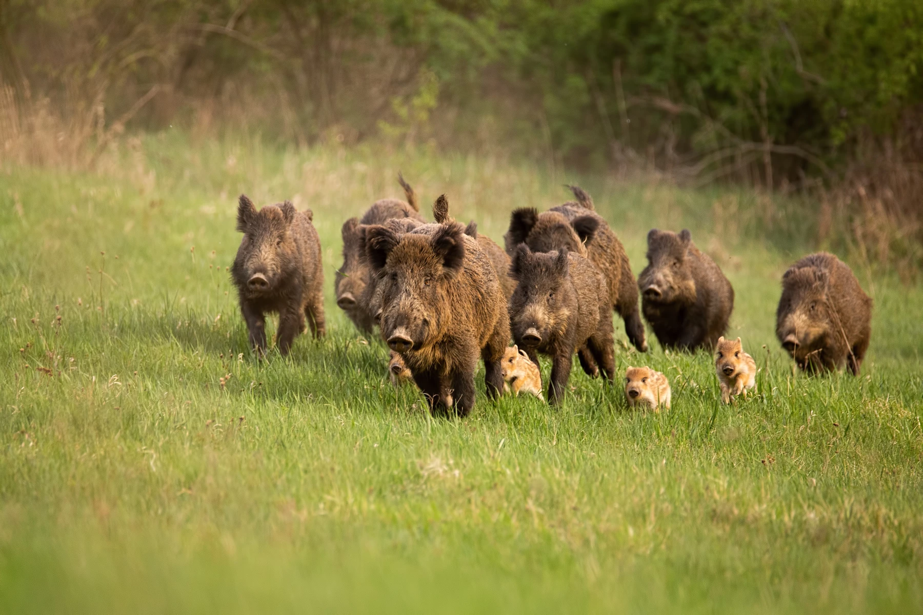 Group Of Wild Boars Sus Scrofa Running In Spring Nature