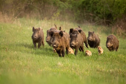Group Of Wild Boars Sus Scrofa Running In Spring Nature