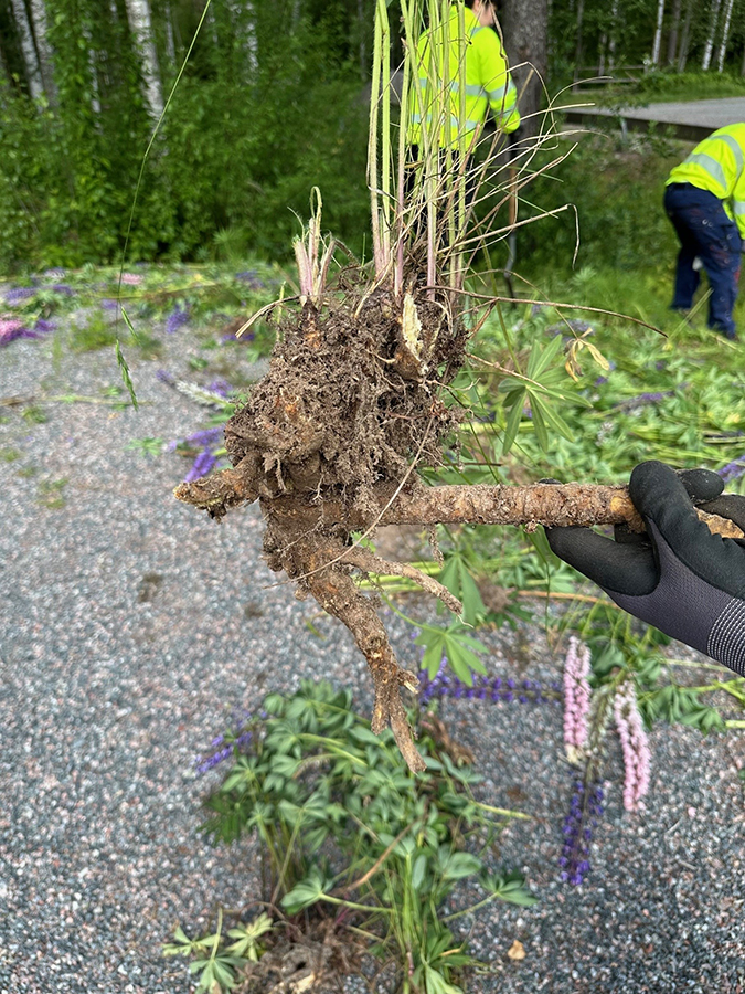En lupinrot som är uppgräven