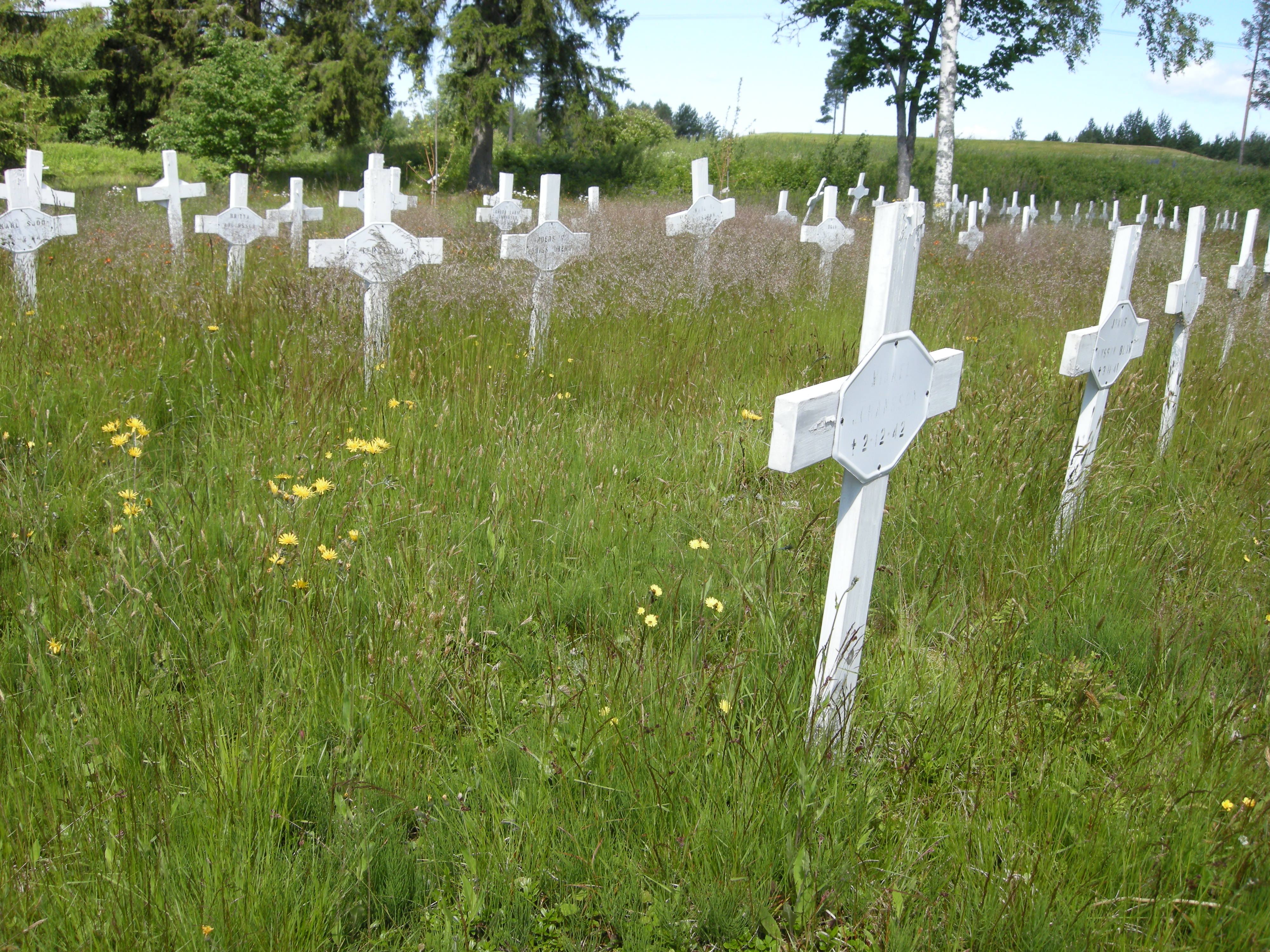 Bild från den gamla sjukhuskyrkogården vid Skönviksområdet i Säter. Vita träkors står i grönt sommargäs.