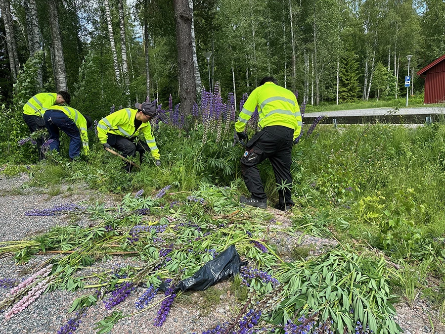 Ungdomar som sommarjobbar med att gräva upp och bekämpa lupiner.