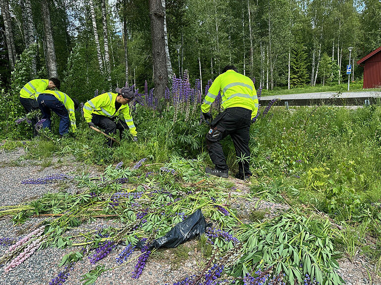 Ungdomar som sommarjobbar med att gräva upp och bekämpa lupiner.