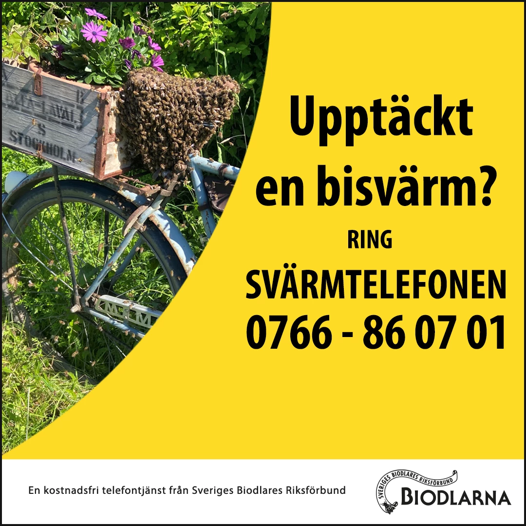 En bild på bin med texten Upptäckt en bisvärm, ring svärmtelefonen 0766-860702