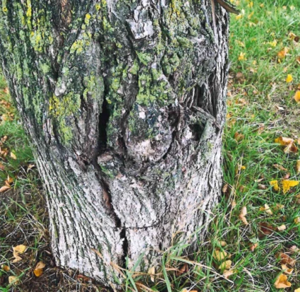 En trädstam som är angripet, gammalt och skadat.