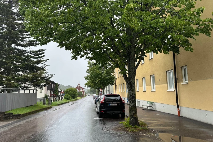 Träd längs en gata