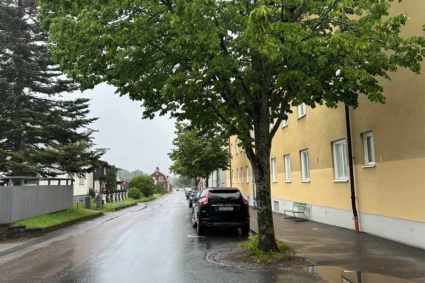 Träd längs en gata
