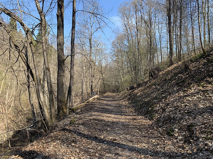 Skogsväg med höstlöv