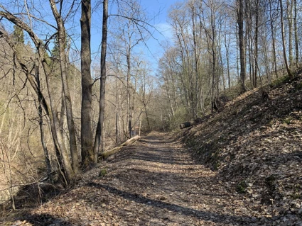 Skogsväg med höstlöv