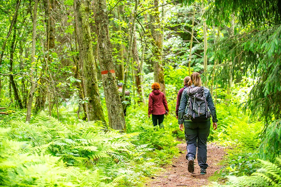 Tre personer vandrar i en tät grön skog