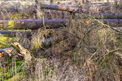 Nedfallna träd.