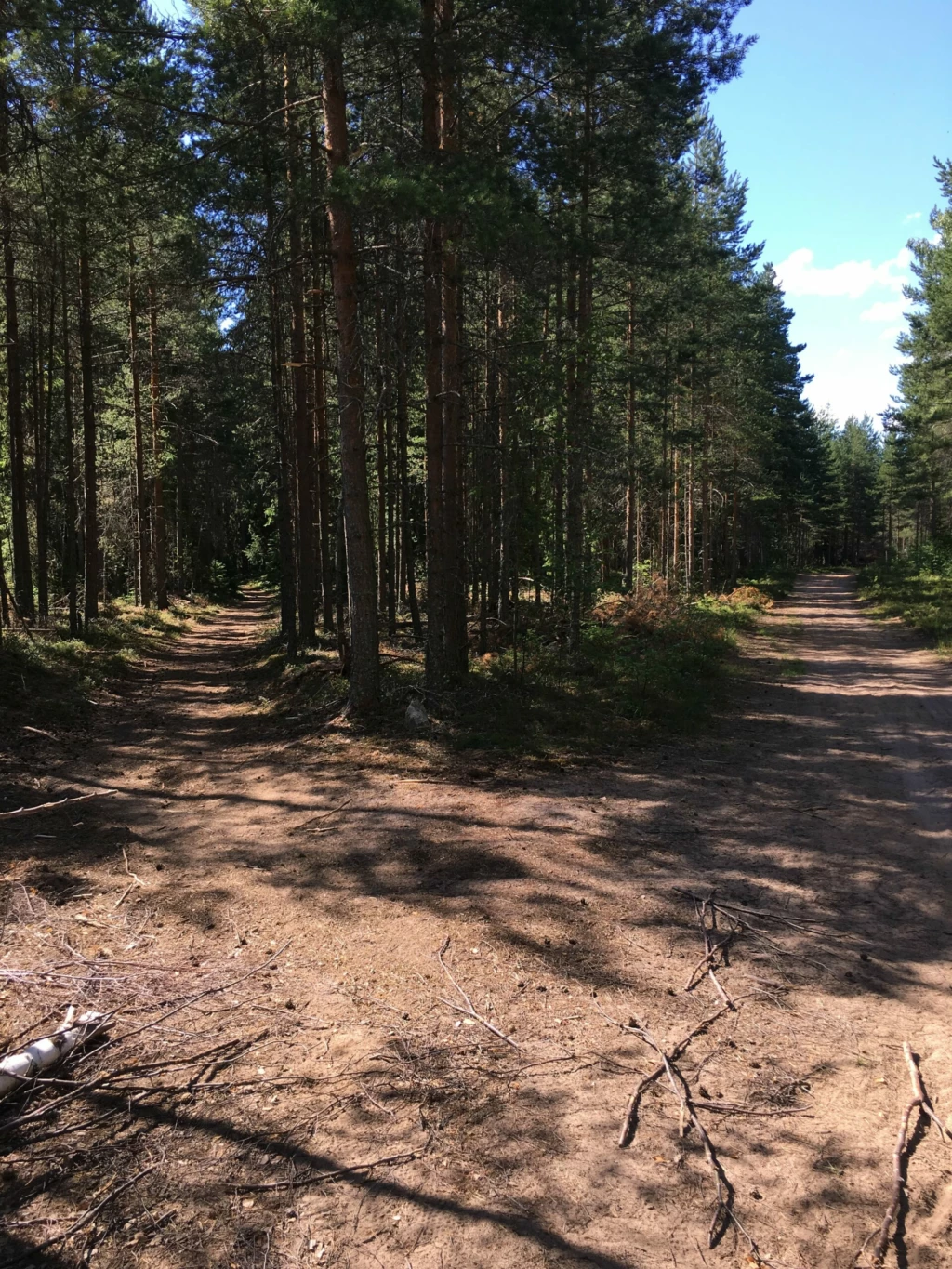 Tallar och sandmark.