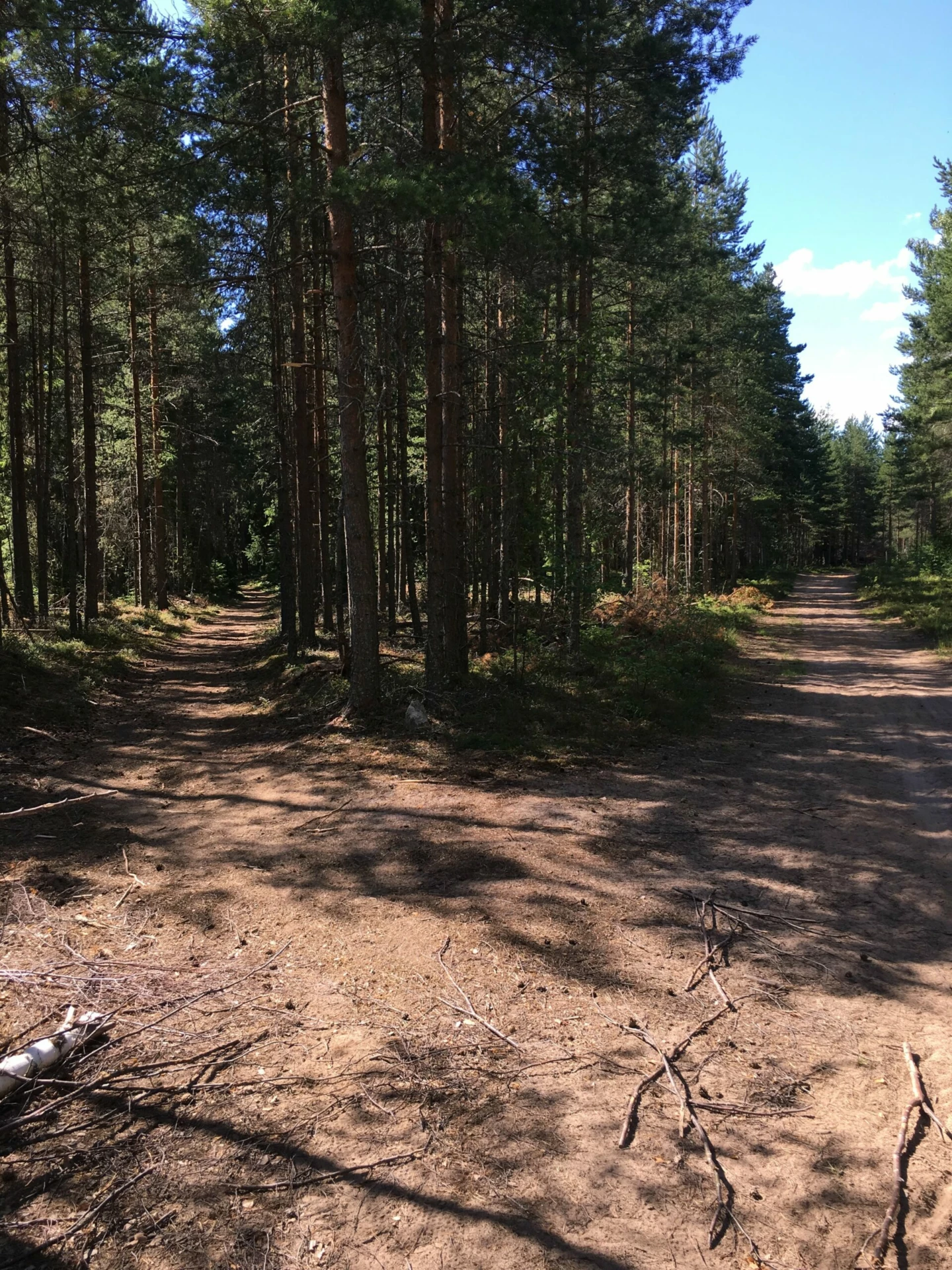 Tallar och sandmark.