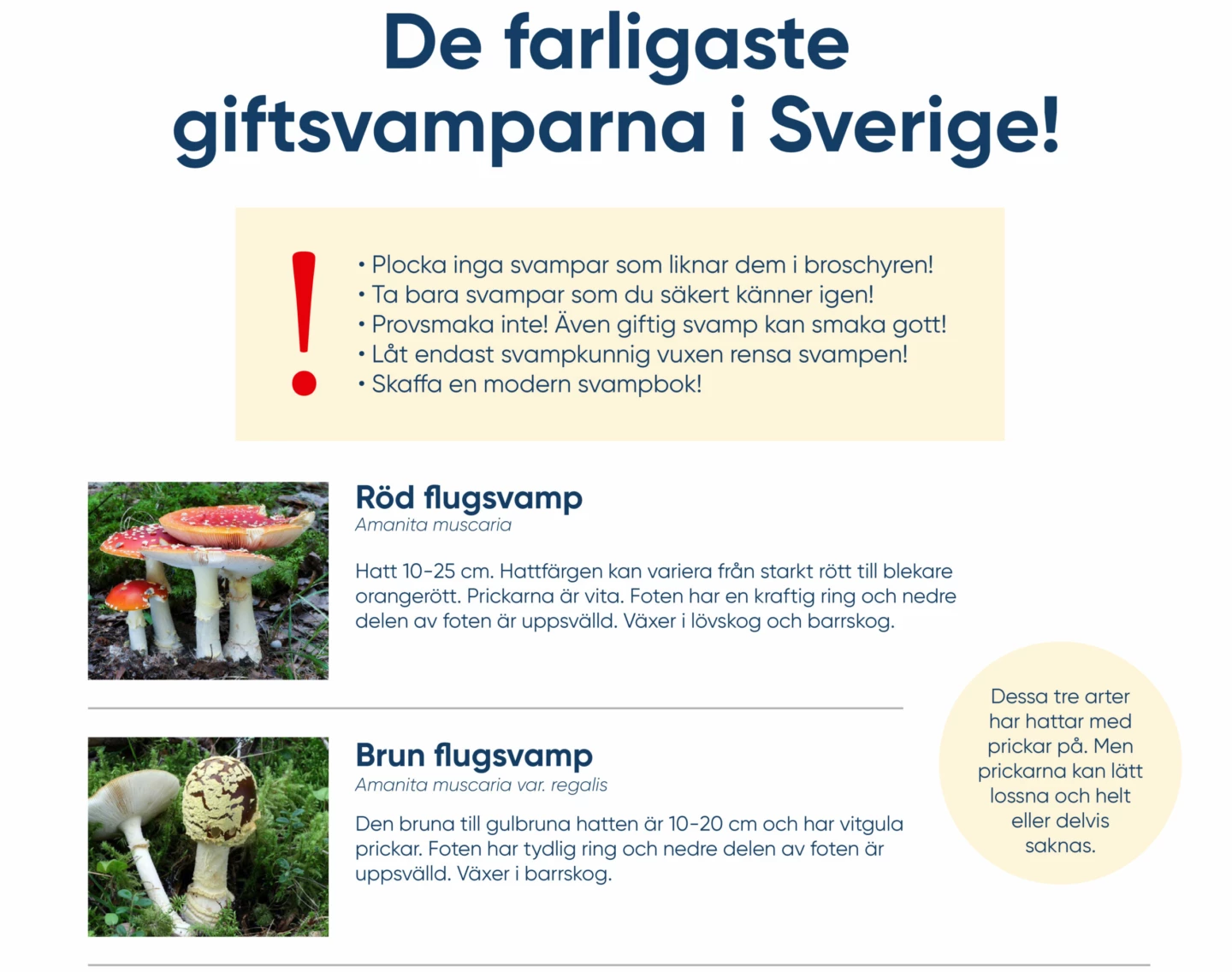 framsidan på broschyren om giftiga svampar