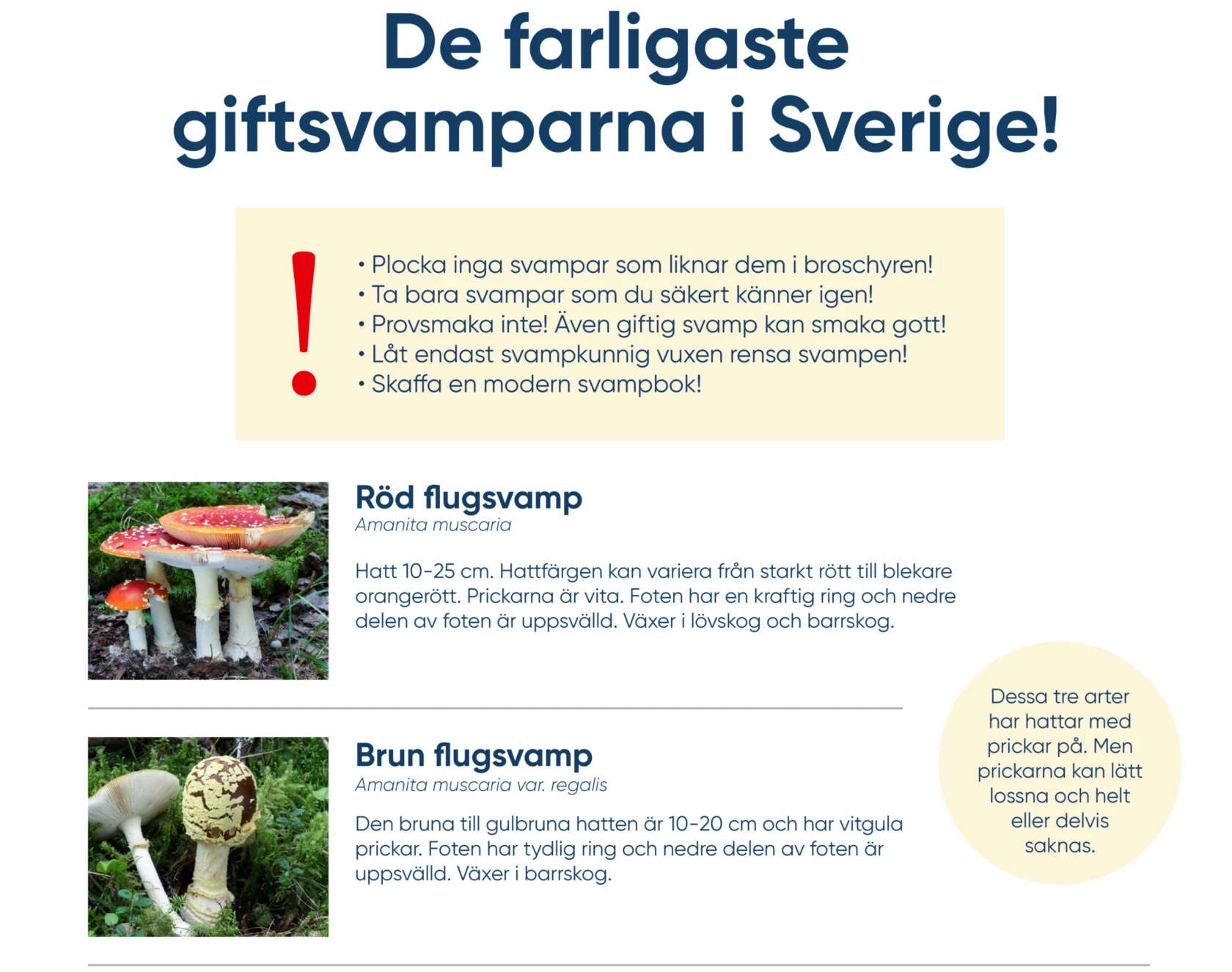 framsidan på broschyren om giftiga svampar
