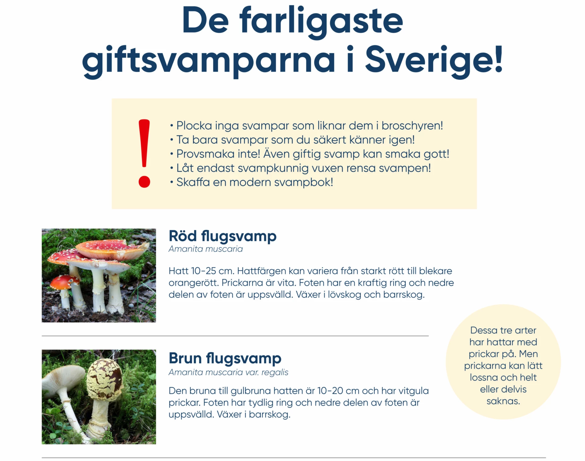 framsidan på broschyren om giftiga svampar