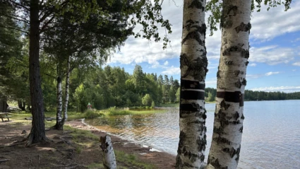 Dammsjöns strand inramad av björkar.